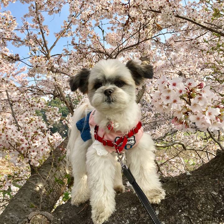 305c7c48 8b4e 43b7 be12 f1f83c92aac7 1522618230822