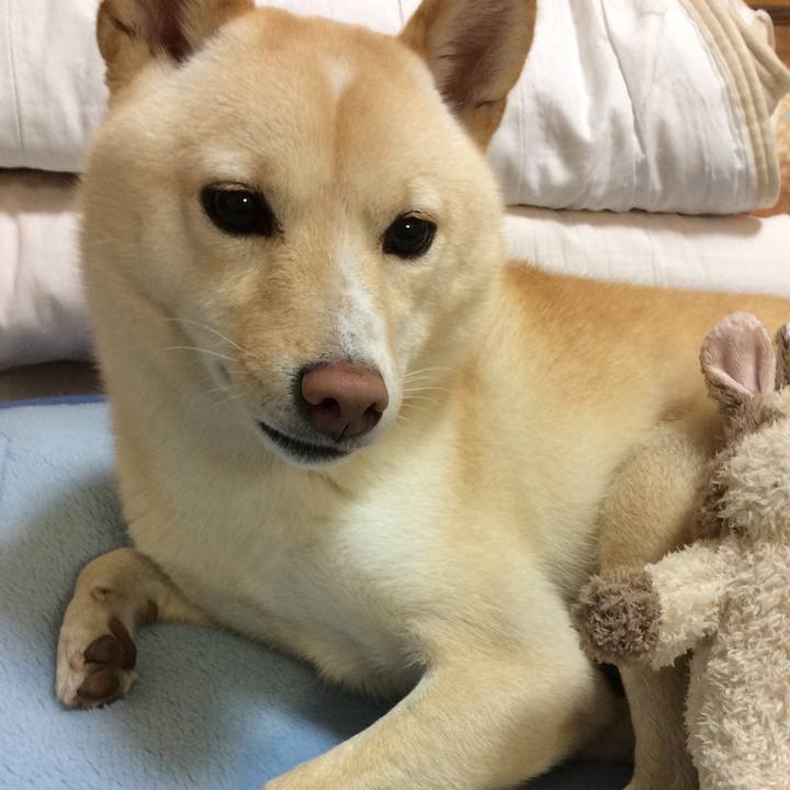 305f1106 916c 4324 a071 f833885d33f8 1541240204945