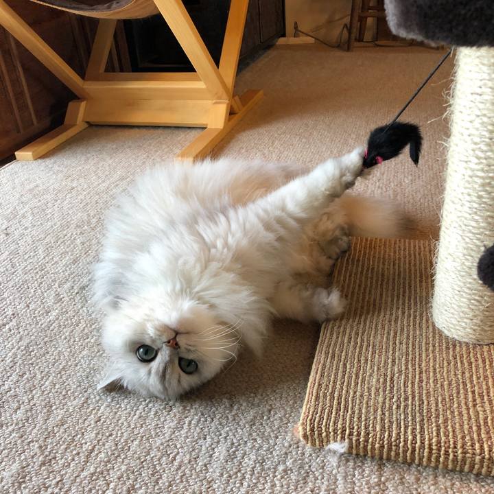 30620a60 408c 40b6 934c 039bad08cf16 1587031169678