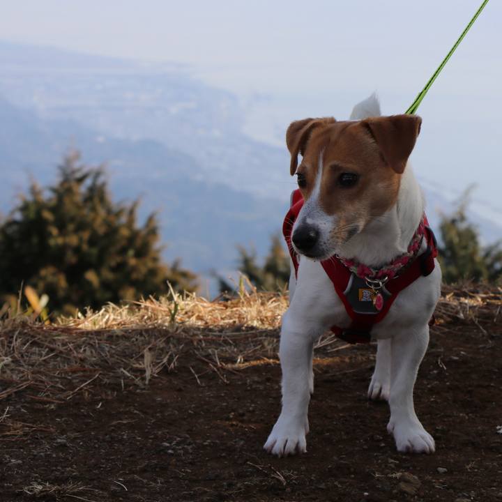 306511d6 bf57 4454 b0a6 6a5b2c03b63d 1517634351894