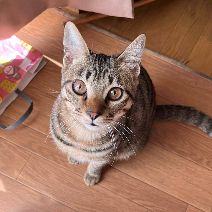 30661c56 ab36 4385 a0f4 2e2a261215c4 1765241756657