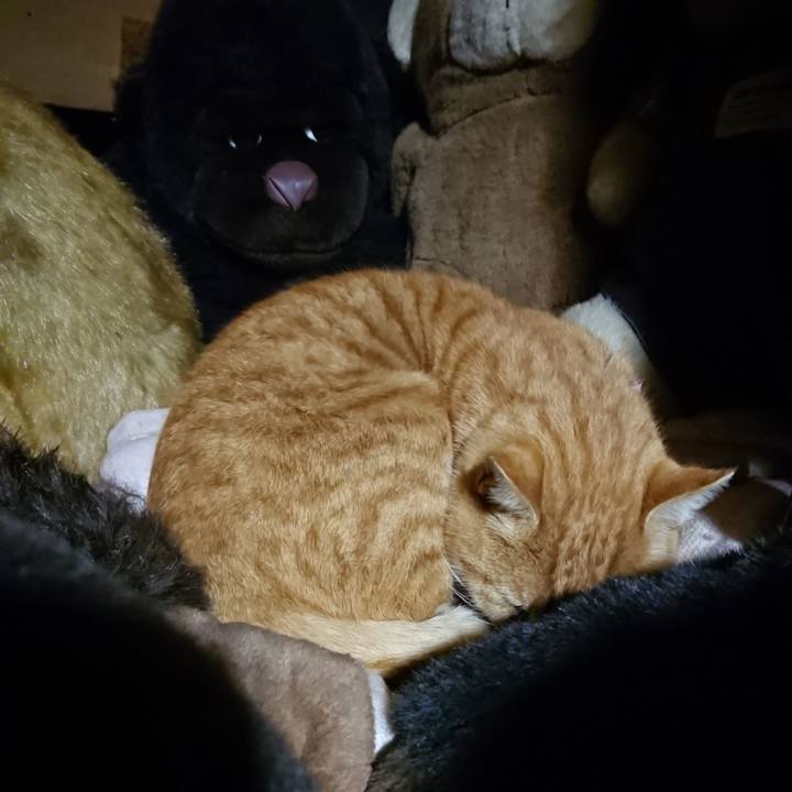 3066d9bd 679f 4f87 a3c9 75de17b8d1bc 1606909051834