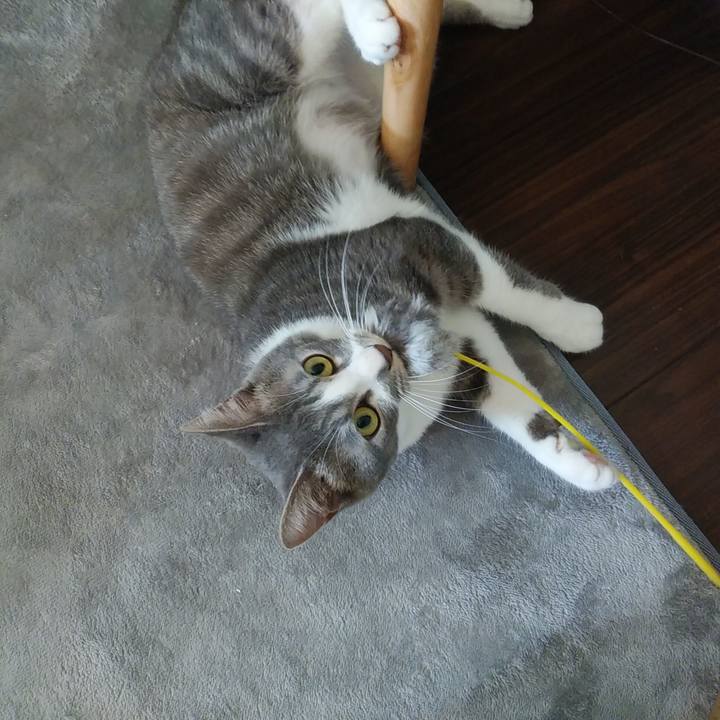 3067cdd9 153d 4332 b2d9 014019122c8d 1589412782376