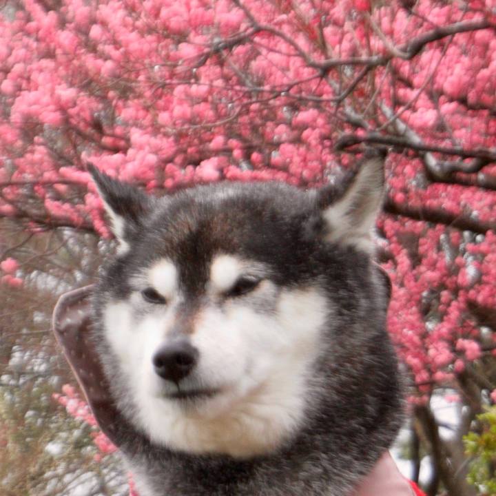 306a323d c6f6 465e 9124 6dc55fa2fe2d 1711683862540