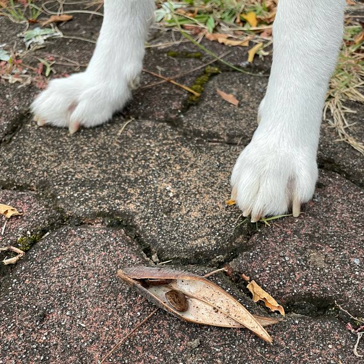 306dd71b 8906 4aec a815 5c14798418a1 1699748459200