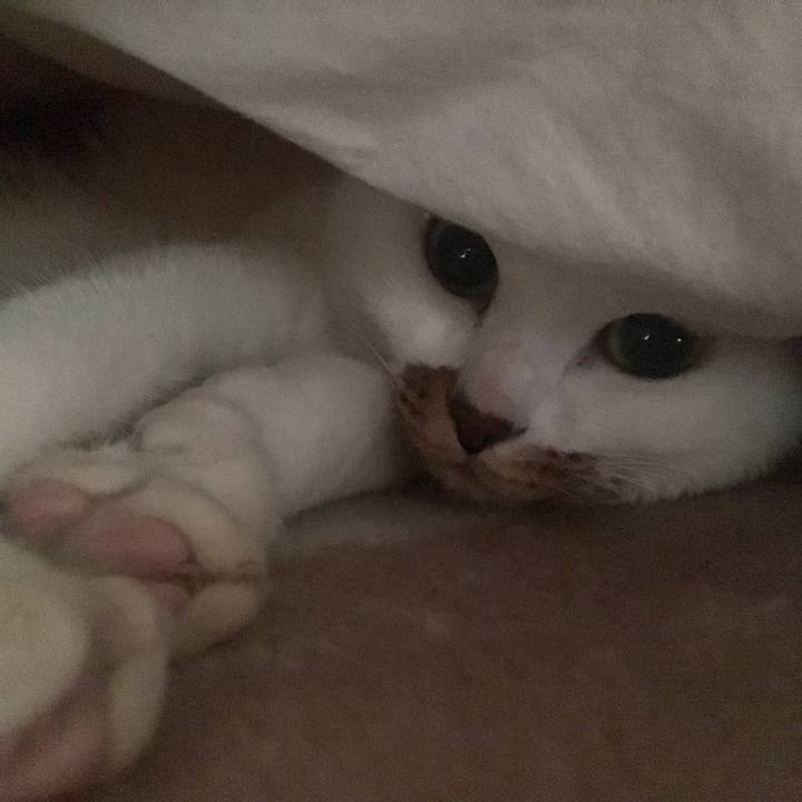 3076ee91 4918 4dcb b8c2 49479c81c050 1546396636429