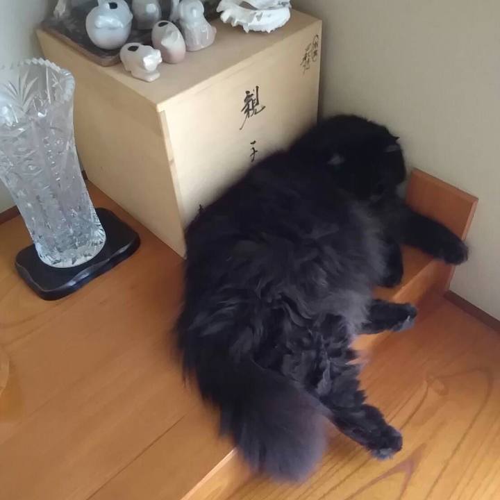 3079b592 06d9 49b8 b50f c8154a83a323 1530513502425