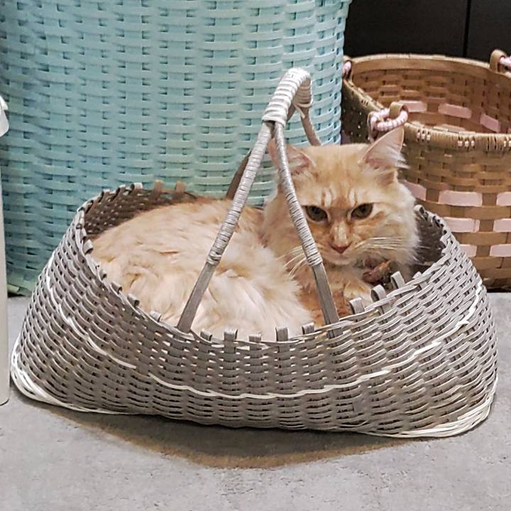 307bab0d 9b85 4da6 9916 0516b9f6b113 1702647568198