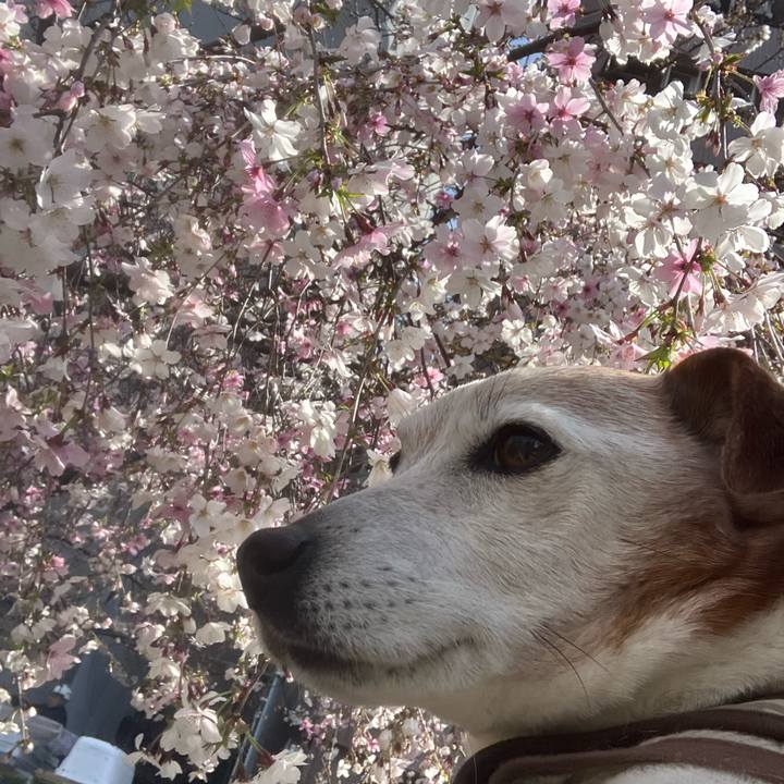 308001d3 d4f6 46a4 aa25 9af2d59fa012 1775262949928