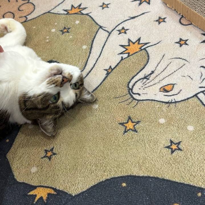 30806e56 122a 4afd b022 89762a5273b0 1761780764465