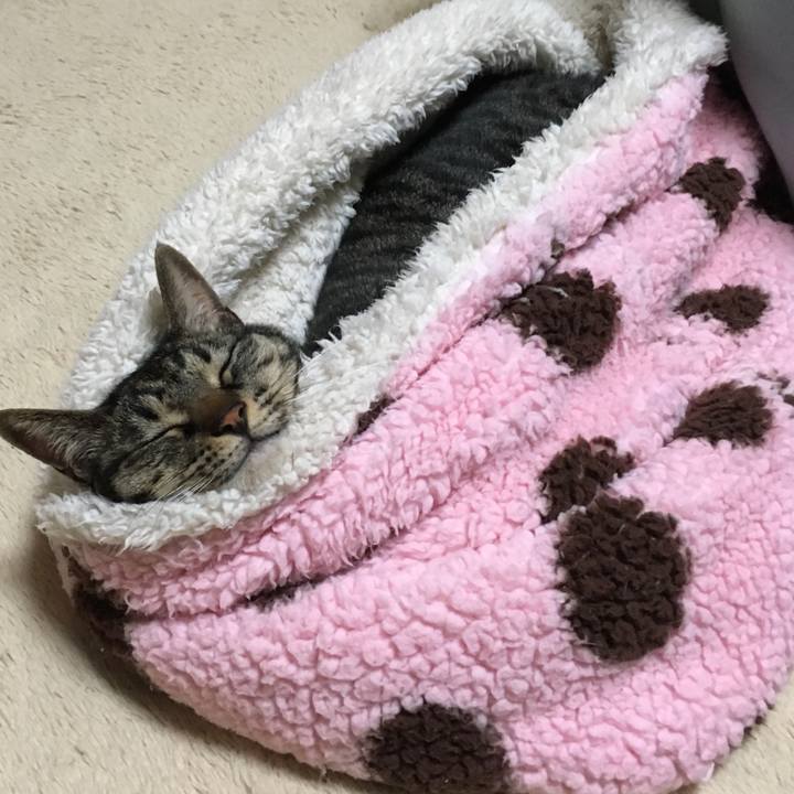 3081ff79 40b5 44fb 8f55 e0bbc8533a4f 1544354001076