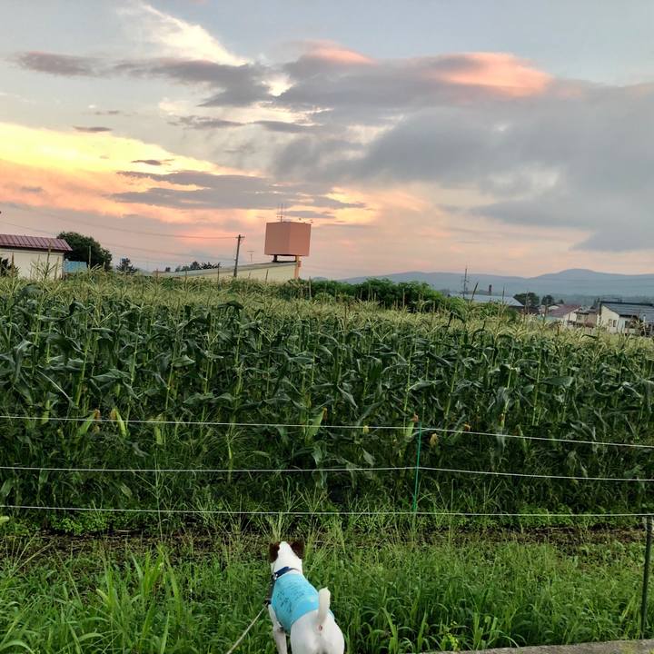 3085c17e 234c 40e6 a823 dcf1a745bb90 1597317864146