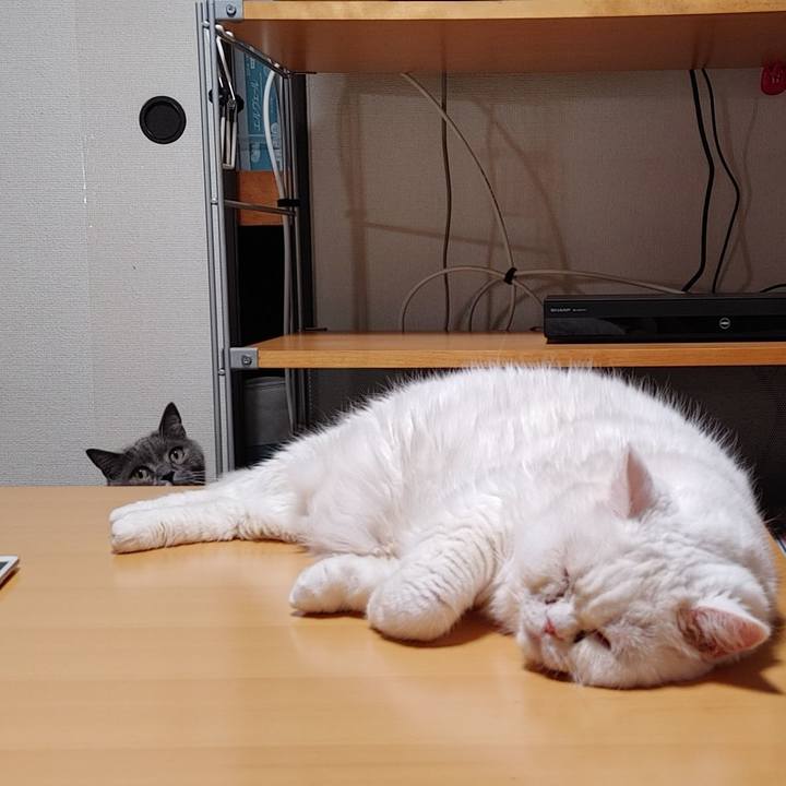 3087e36f 12e7 4aba 8022 ad52ce7eab37 1721053275167