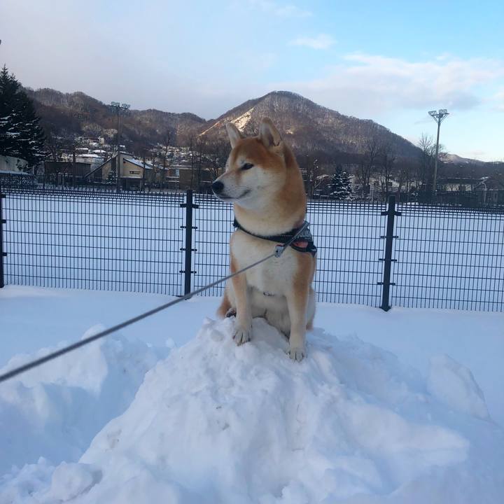 308f2921 1ad5 4068 8f62 4b60a0e1db0a 1544489599523