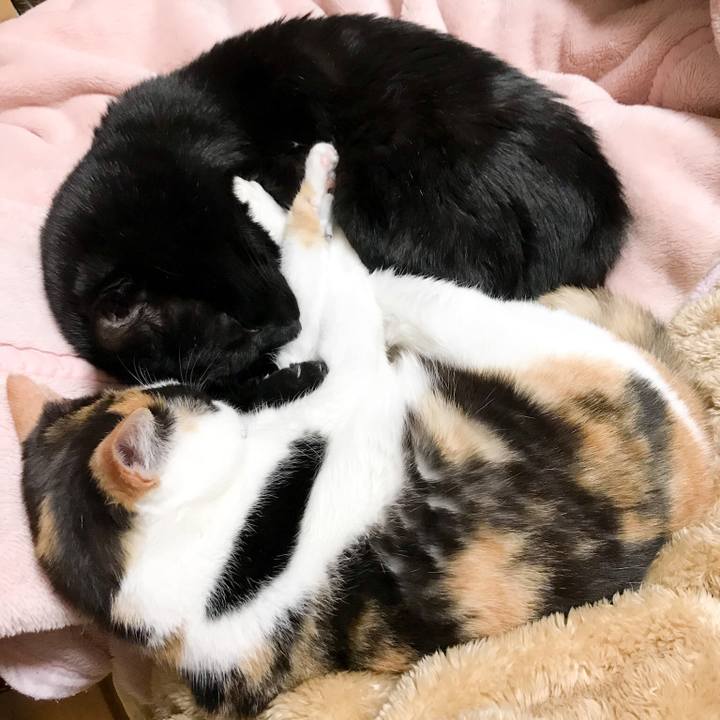 309239ae f1c9 451b b61e 5c13616f7457 1521210869623