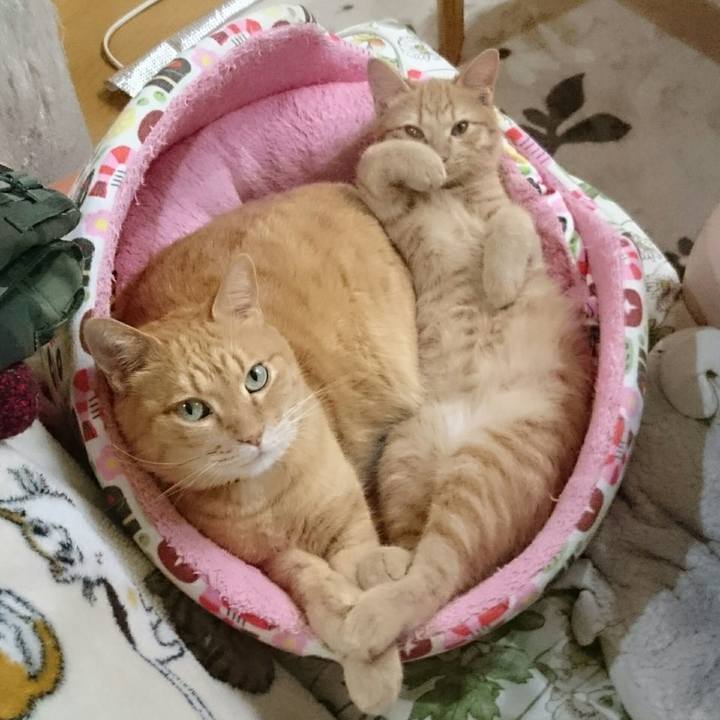 30982016 e0e1 4753 b641 bdb42a99071a 1544830402816