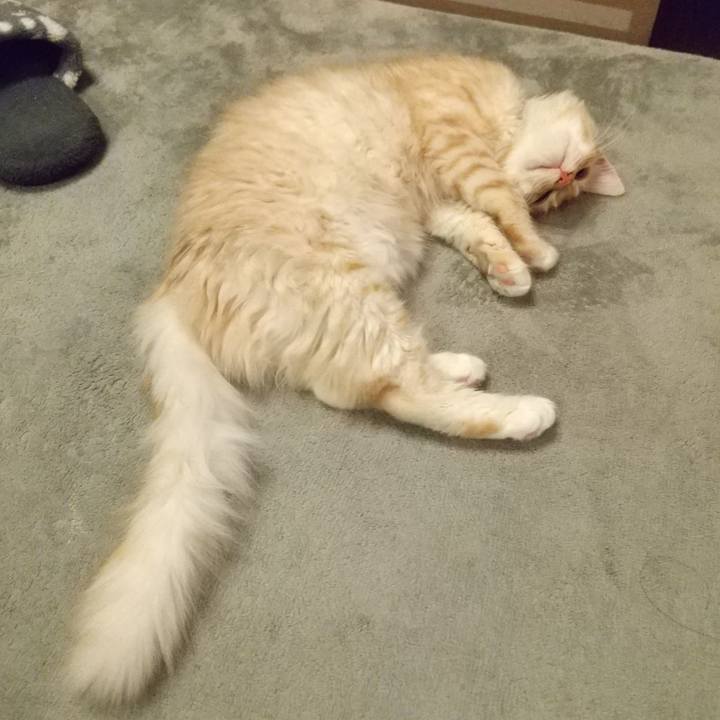 309cf9da f740 495d 8971 47a6a003cc73 1611312464451