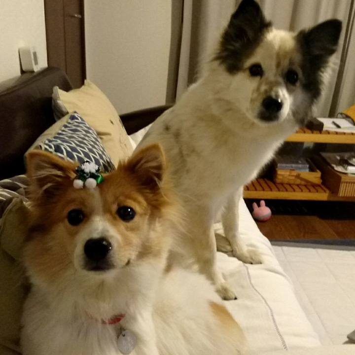 309fe85d 4117 4b04 a9ff 9ee0eb48b19f 1513594182548