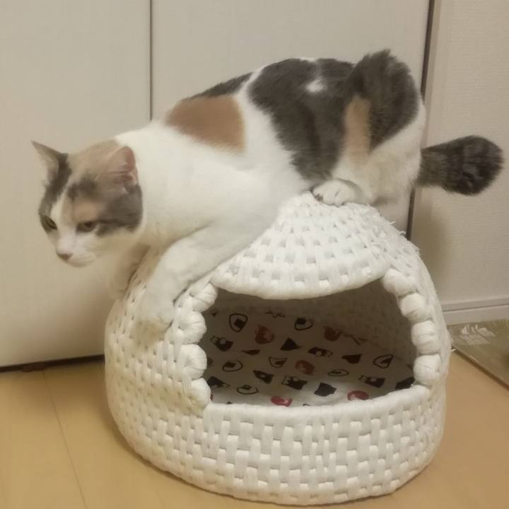 30a1572c f571 4743 b5d1 72768686d732 1550580124814