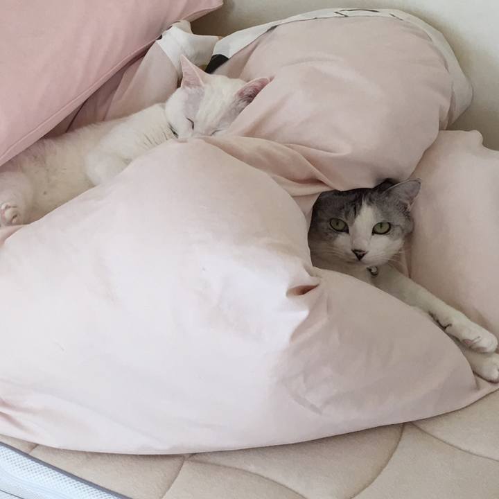 30a5eb41 4c30 4cec 8777 dc870eeec698 1542421719497