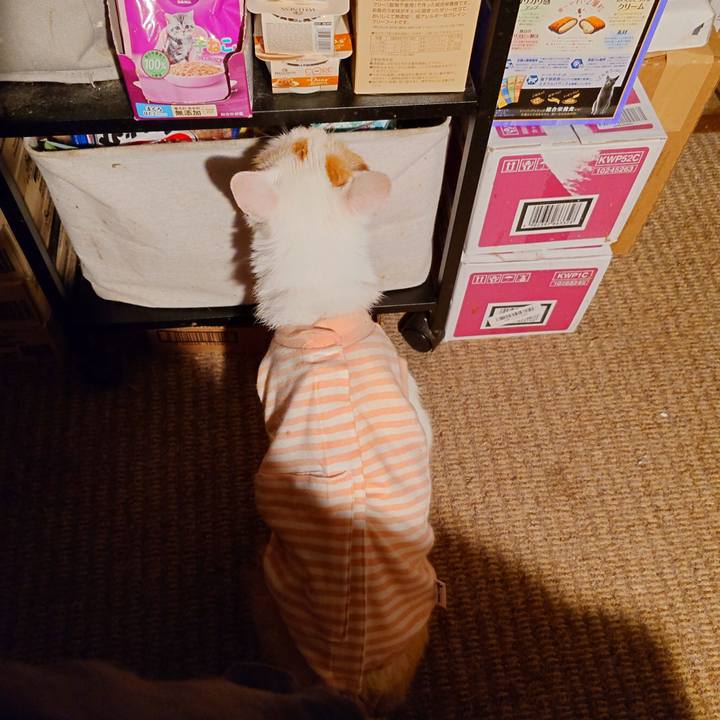 30a6121c 0c6c 4de4 8557 713bd036675e 1760362160530