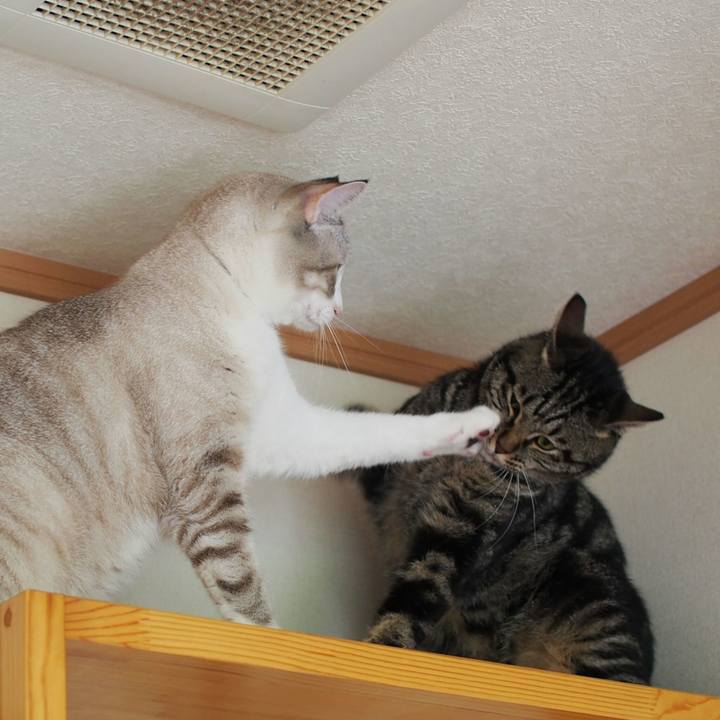 30a72082 120c 4c22 ac1a 64bbc35718b1 1534123869690