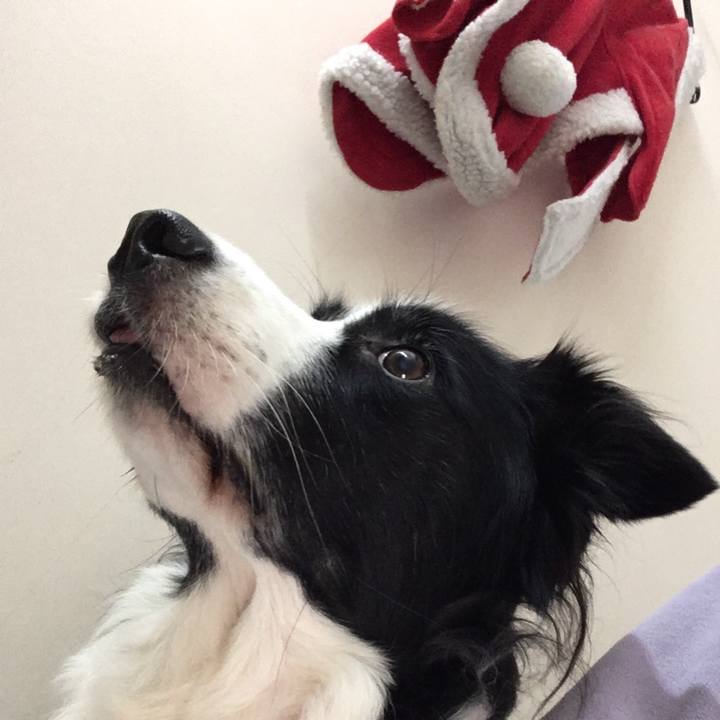 30a78552 ba77 4b19 92ed 455d446f9449 1509797390852