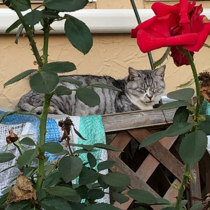 30aaea8e c26a 40a9 8f84 3998efc879bc 1538144817810