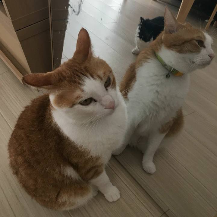 30afa5e4 38c1 4598 8f4c 2aacec1b4ffc 1531605611963