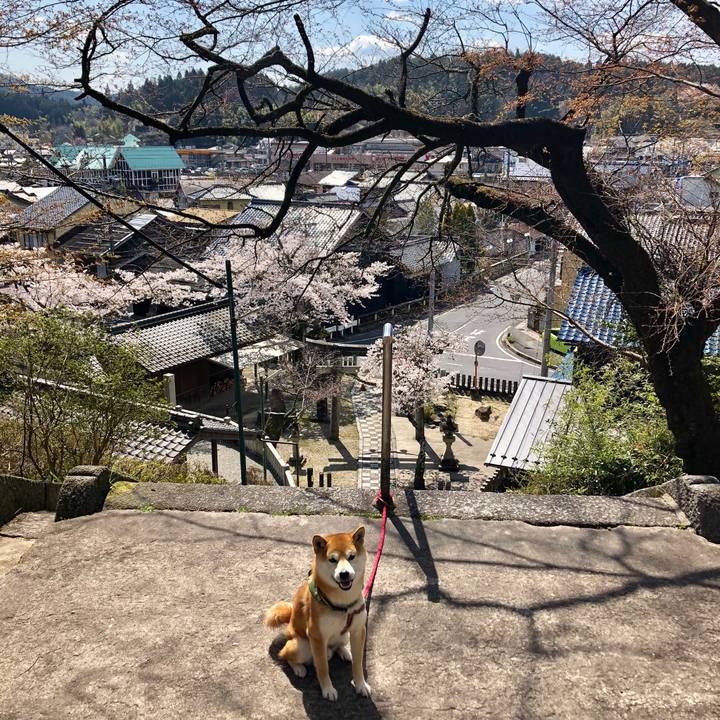 30b0f5ea 7454 4ba2 b905 a351277464e7 1555327771554