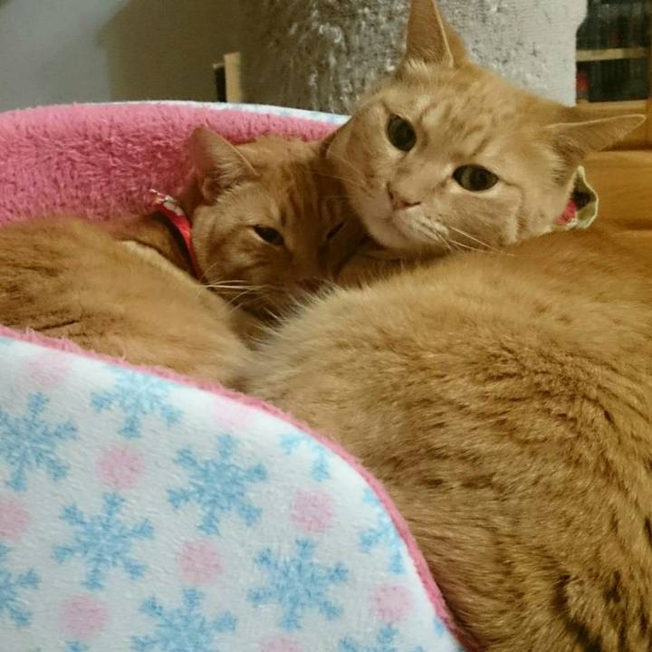 30b2849c bcfa 40e1 8bcb e87d341ae383 1514990961178