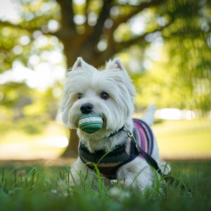 30b53739 c062 45f2 bec2 1818db819c27 1530524917641