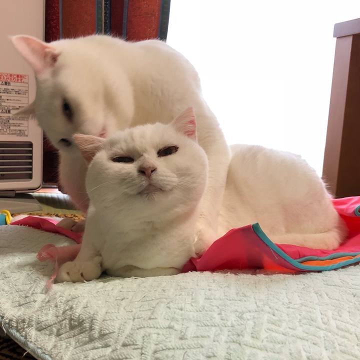 30ba8245 fafa 40b9 aab2 79fa618d3b7e 1543913787844