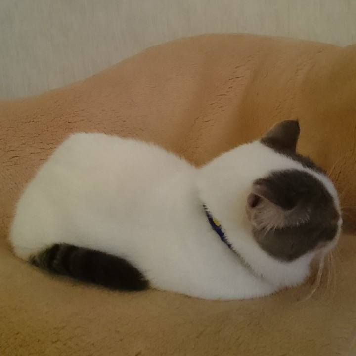 30c11807 0e65 4a00 912e e70ab833848a 1542746980388