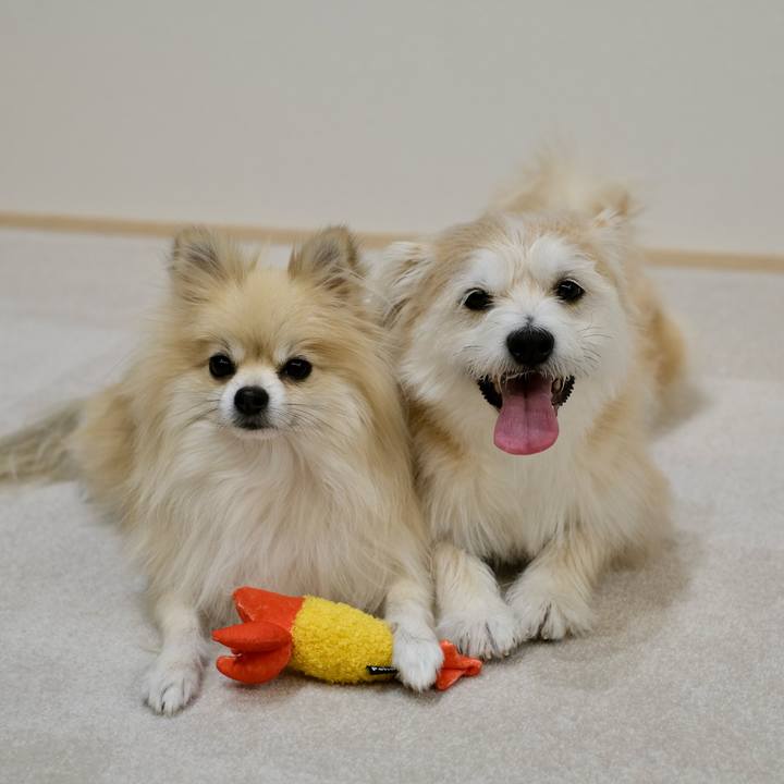 30c654fc fdd2 4adb ac45 597ca476eb1e 1762983084846