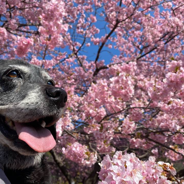 30c7b8e3 4955 40f1 bdae dd895d3b2999 1740805628747