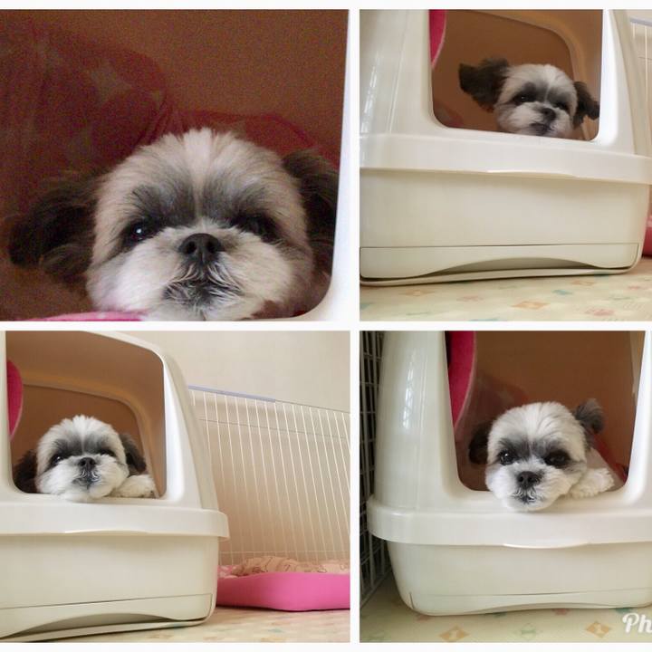 30c84017 1c82 4ea6 98cd f7553676ba1b 1528324701840