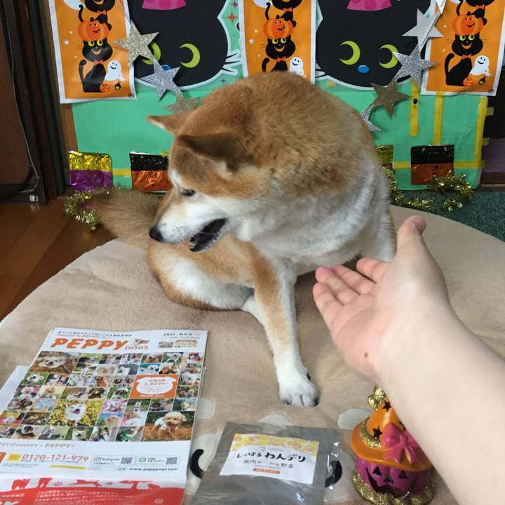 30d2e039 7544 49fc b354 c24a061aa8c7 1634101030739