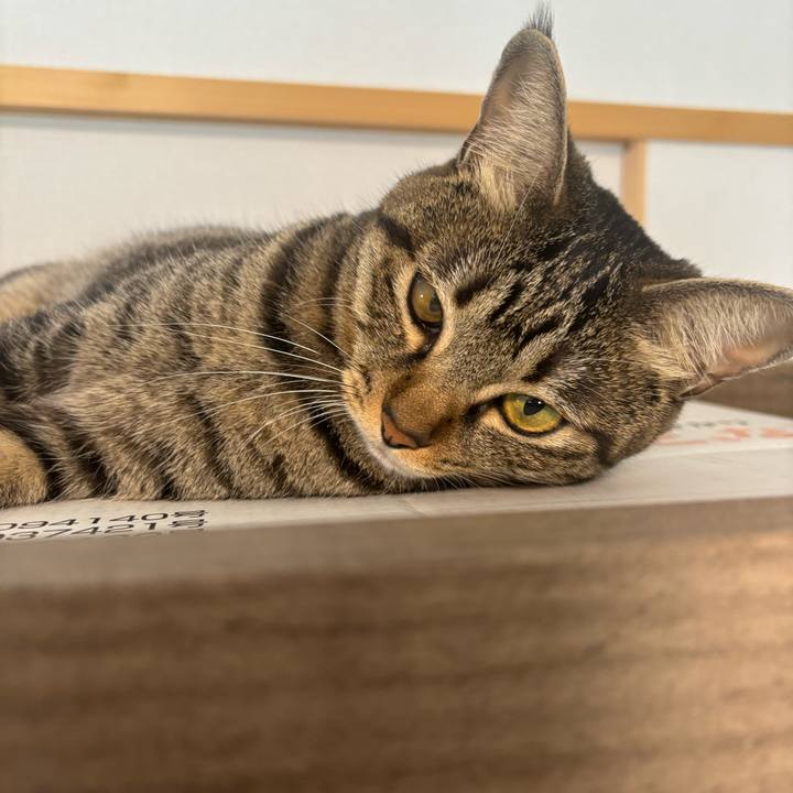 30d7931a 4453 4b6a b393 5e8e7750ac37 1757388213527