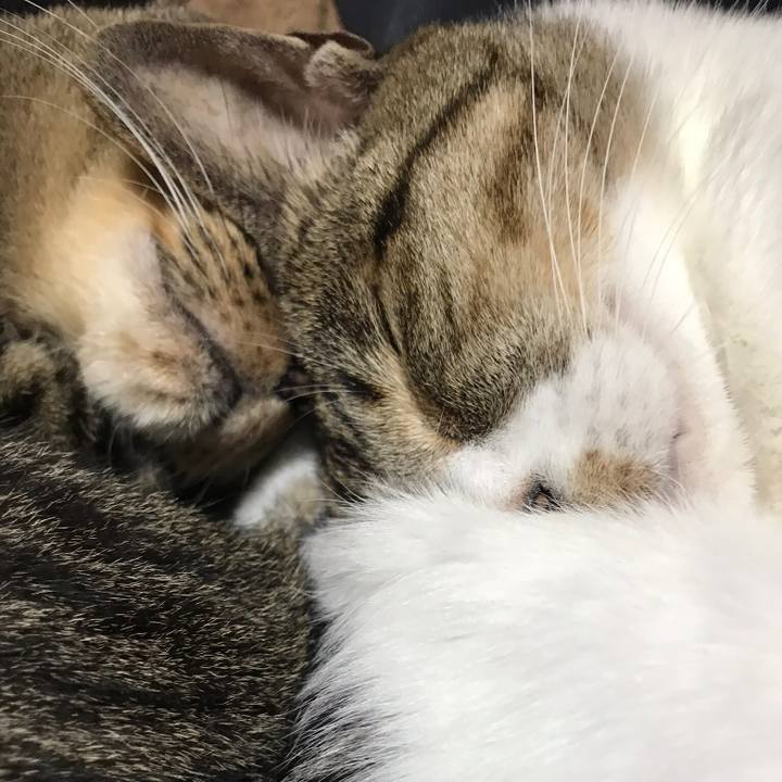 30db2b35 6862 4193 919c e528ce413134 1510450457701