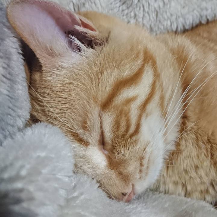 30e3ff9c d67f 4f00 a1af 02d4570c42ce 1649938779048