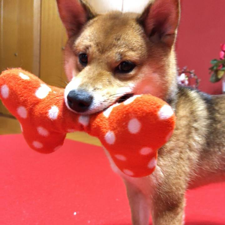 30e9556e 4e55 400c a271 6a0a750d512f 1517396582658