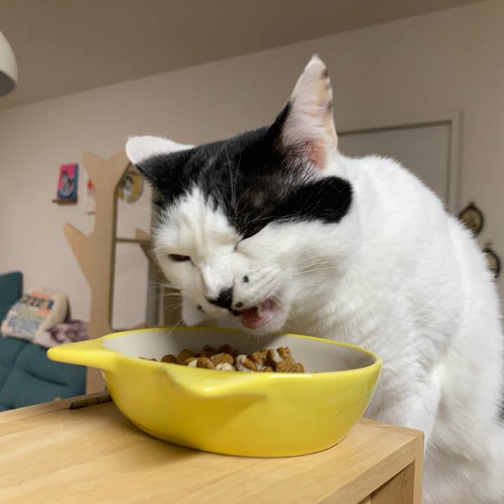 30ec96bd 51c4 4474 8b4e 7f4624e140ad 1762980614110