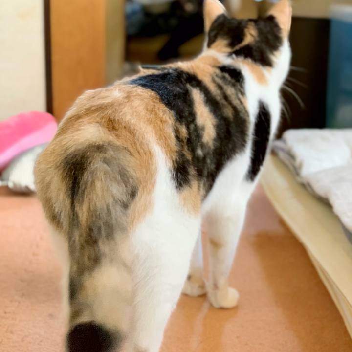 30ed3a11 b0b4 490f 9695 46aafdd829b2 1539570082092