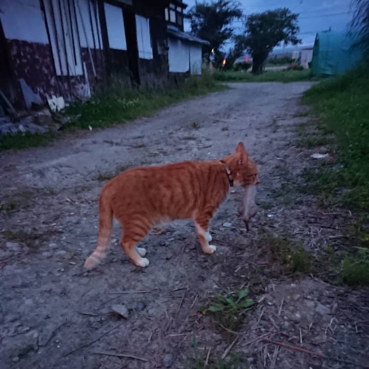 30f11684 547a 4ad1 9df1 0247a3f57cd7 1596795600164