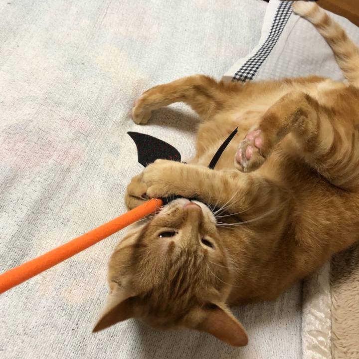 30f30447 8096 4260 a716 8218d7ba6a2c 1604064040634