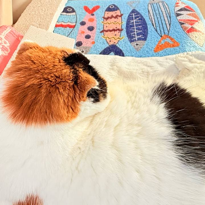 30f6c423 ff67 4508 849c 48dafbfb28d9 1760444647776