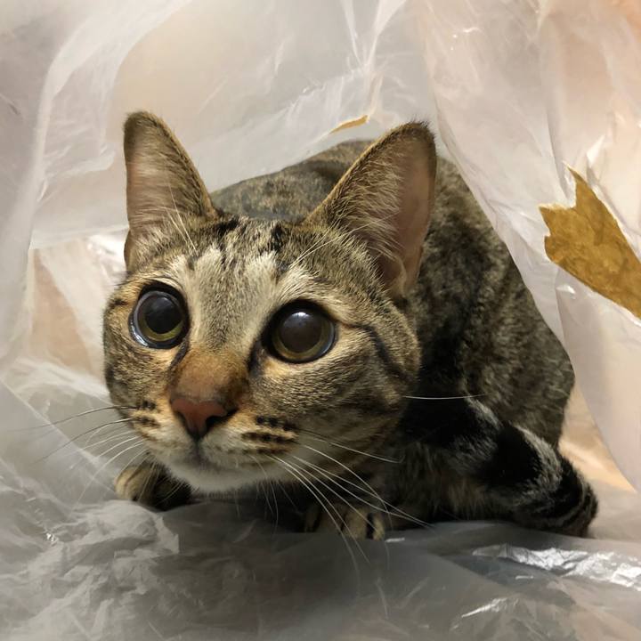 30fcd9af 8d65 49cc bff0 fdd15d3219c4 1521428297693