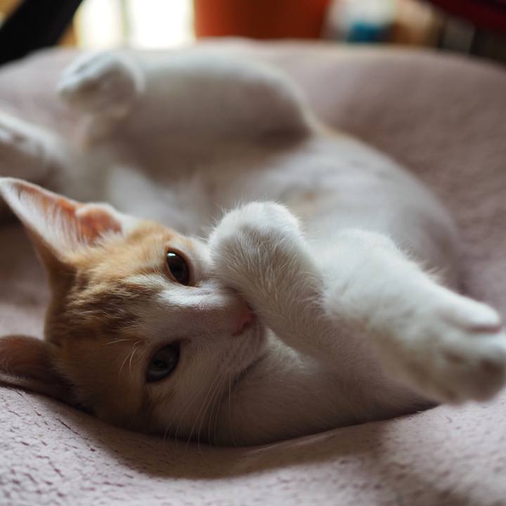 30fd0ba0 f9ed 44f9 bd7c 48ff57b8e5f7 1538279263829