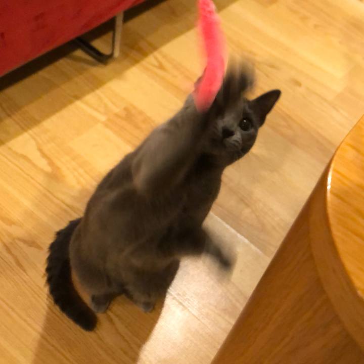 31017933 768f 4be9 aac0 7577541fdb32 1580692880242